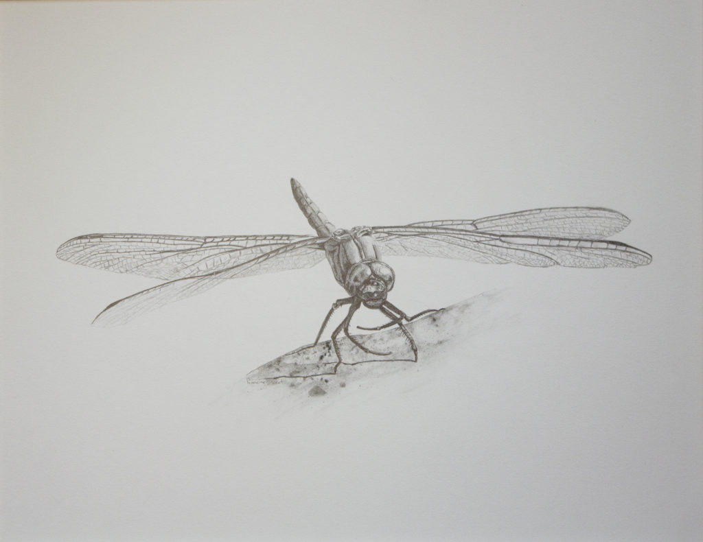 DragonFly Drawing